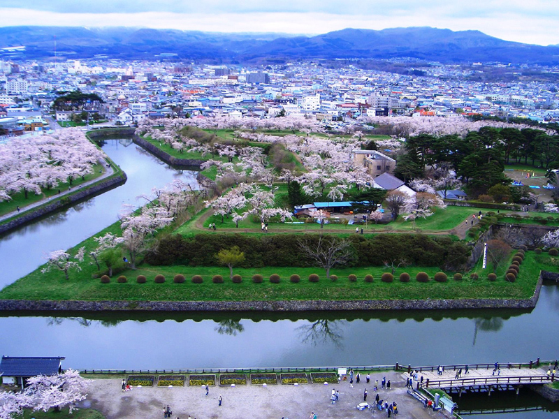 五稜郭の桜